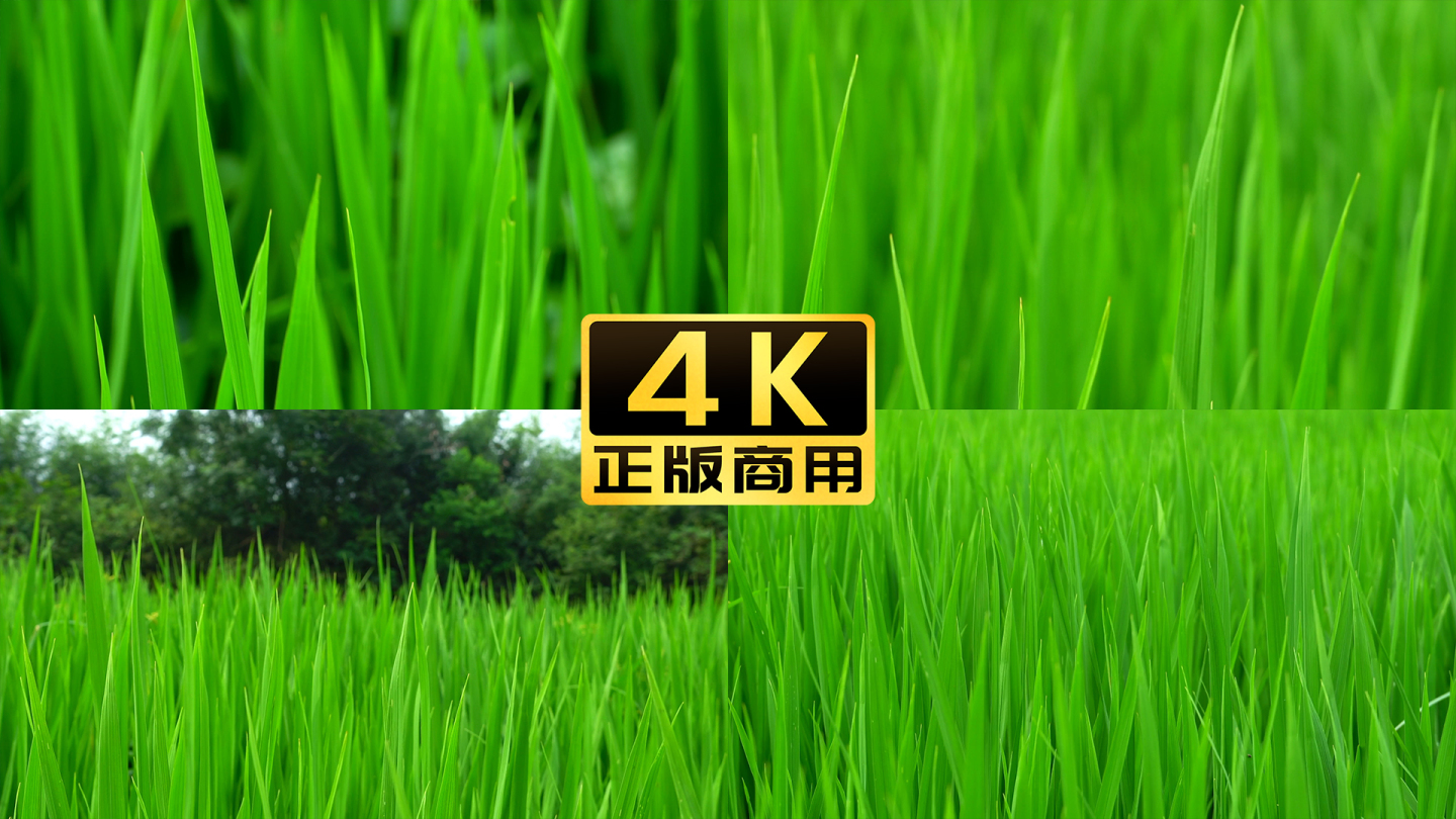 农业稻田水稻大米谷物种植粮食4k空镜