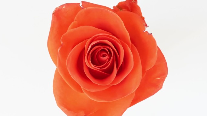 美丽的开粉红色玫瑰在白色的背景。绽放的粉红玫瑰花瓣开放，特写。节日、爱情、生日设计背景。宏。生产特写