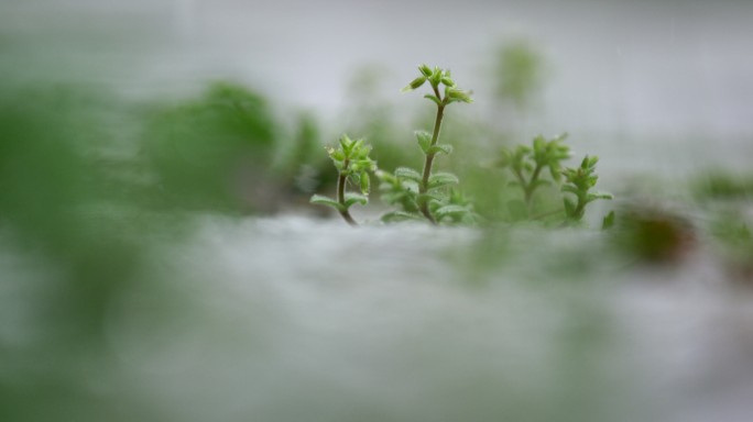 草 绿叶 细雨 3