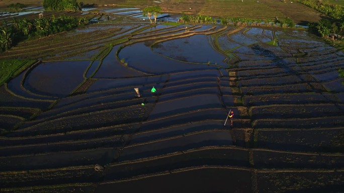 在巴厘岛，农民们正在灌溉水稻种植。