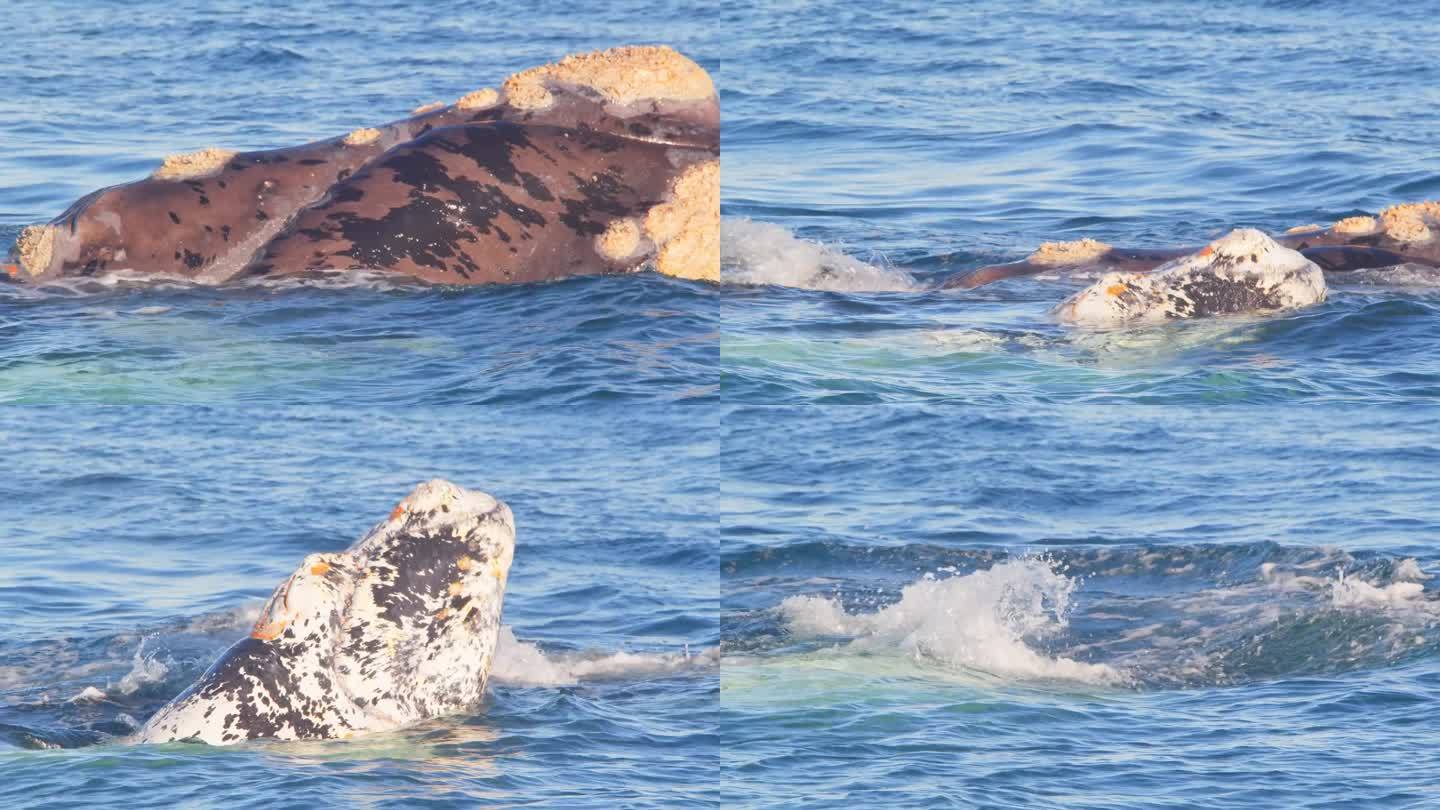 两只露脊鲸露出水面，脸上长着藤壶