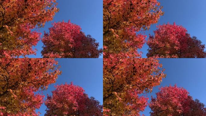秋季乔木美洲枫又名美洲苍木、榛子松、榉木、红木、胡桃木、星叶胶、扬子木是红叶落叶乔木。