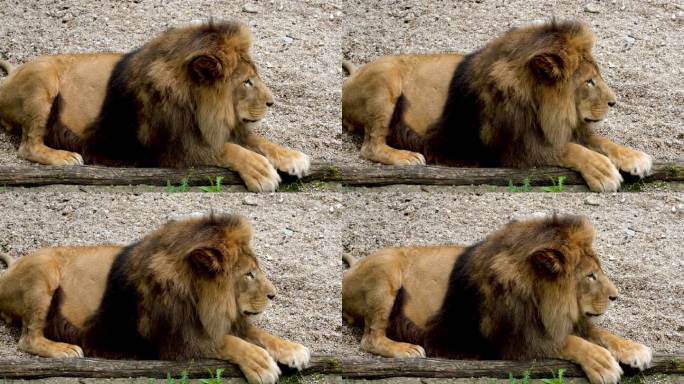 狮子、猫科动物、捕食者视频