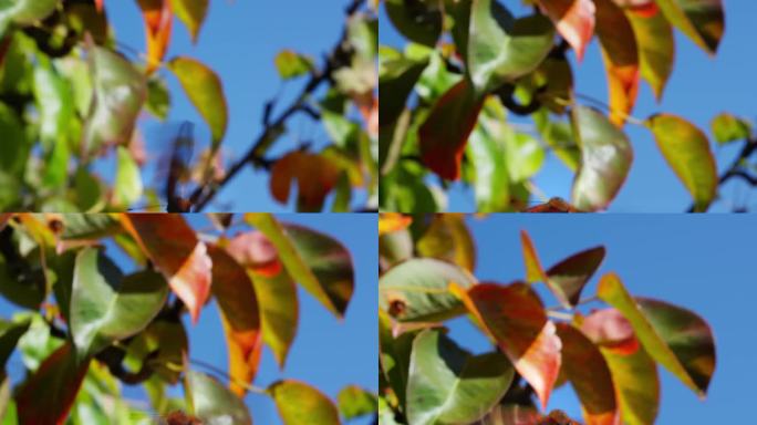 蝴蝶在花园里飞在果树的叶子上，相机追逐蝴蝶，首先是镜头特写