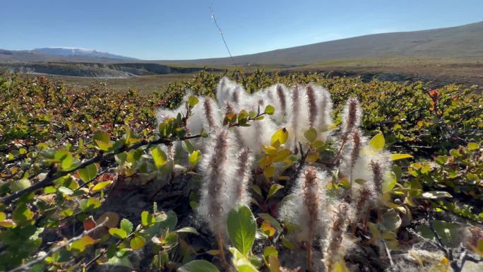 北极柳(Salix arctica)在丹麦。Scoresbysund。格陵兰岛。