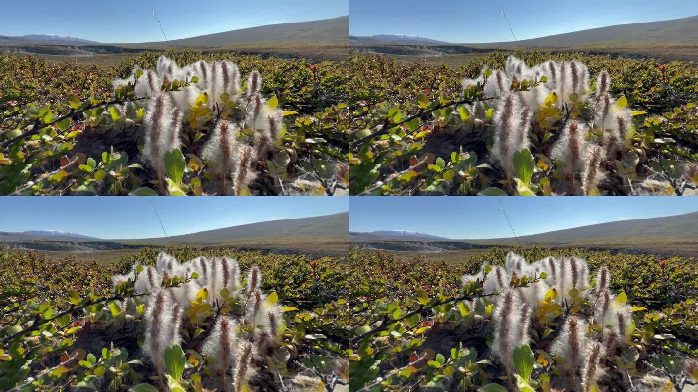 北极柳(Salix arctica)在丹麦。Scoresbysund。格陵兰岛。