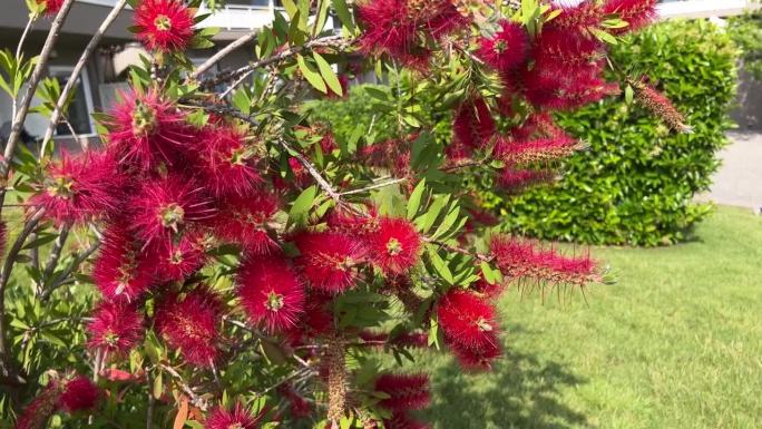 瓶刷在风中摇曳。Callistemon。红色的花丛。希腊的酒店公园。