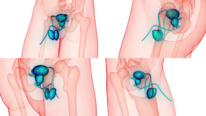男性生殖系统解剖动画概念