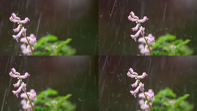 花 绿叶 细雨