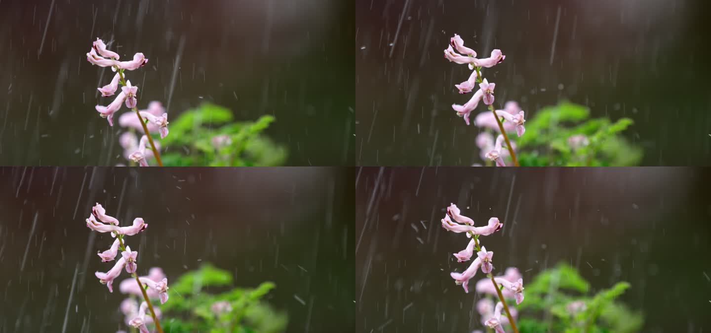 花 绿叶 细雨