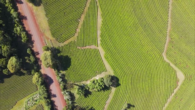 阿根廷公路旁的可持续马黛茶种植园，无人机航拍。