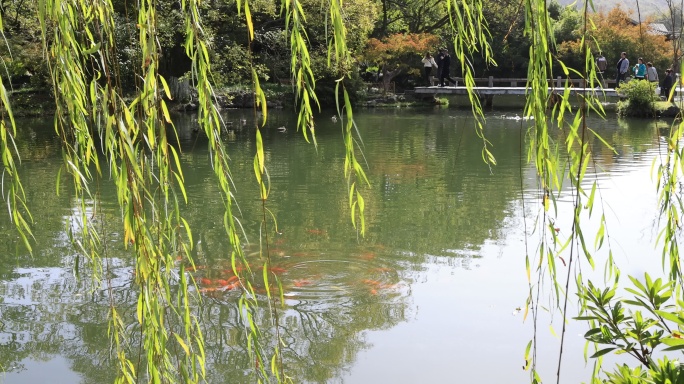 中国杭州西湖花港观鱼锦鲤