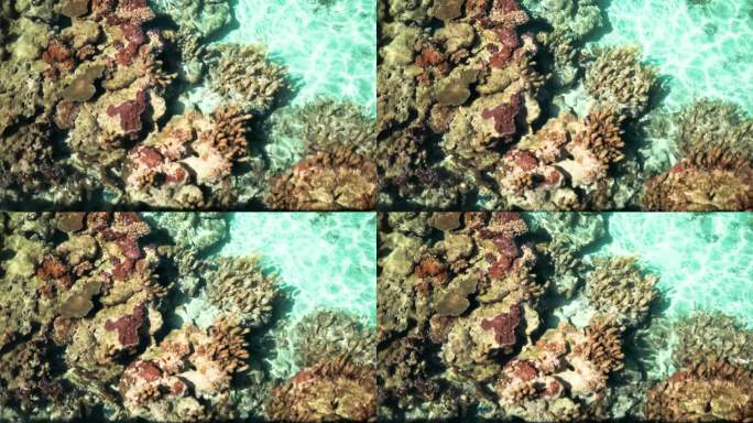 热带珊瑚礁的美景海底世界海草岩石彩石