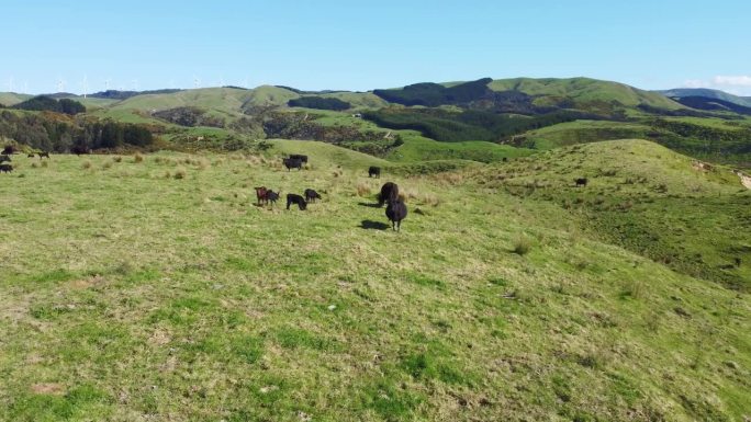 从一头黑奶牛上向后飞，露出连绵起伏的丘陵和农田。马纳瓦图，新西兰