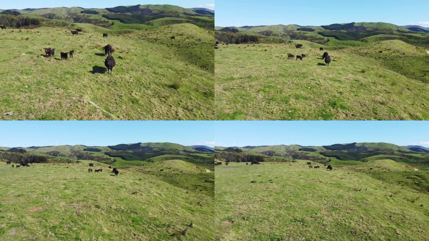 从一头黑奶牛上向后飞，露出连绵起伏的丘陵和农田。马纳瓦图，新西兰