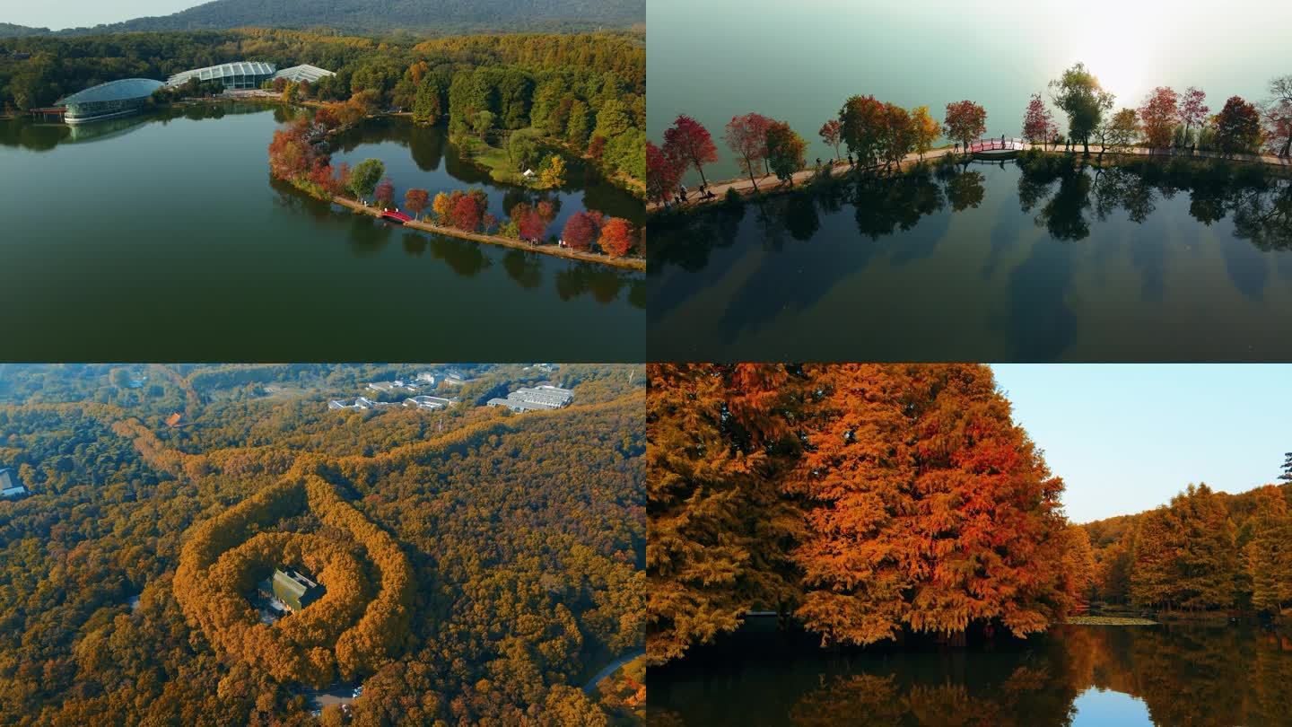 南京紫金山植物园前湖燕雀湖水杉林航拍风光