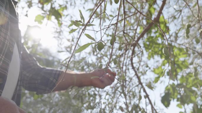 成熟的园丁在橄榄树园里采摘橄榄。男人的手在橄榄枝上捏橄榄。在意大利西西里岛的地中海橄榄林中收获