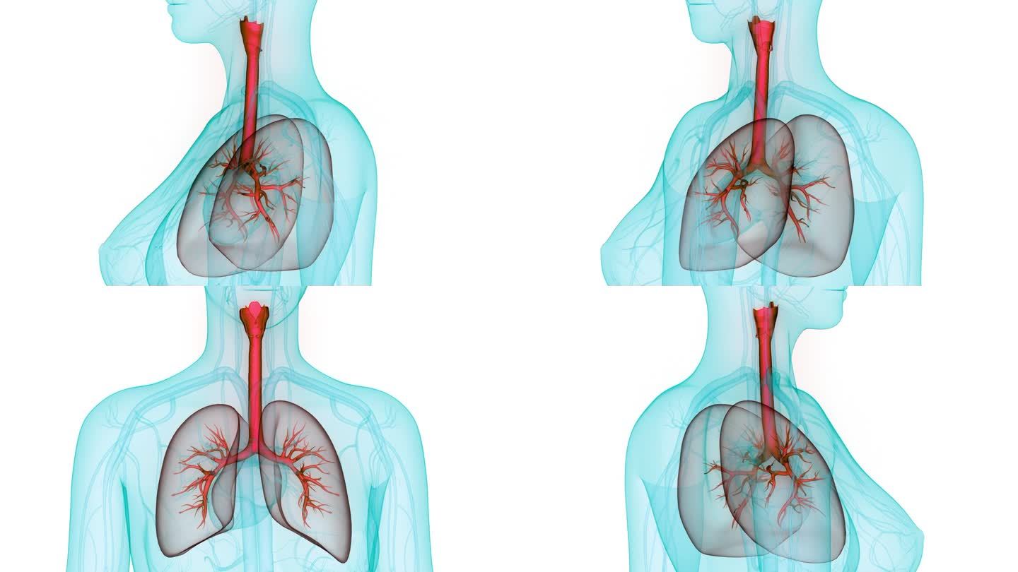 人体呼吸系统肺解剖动画概念