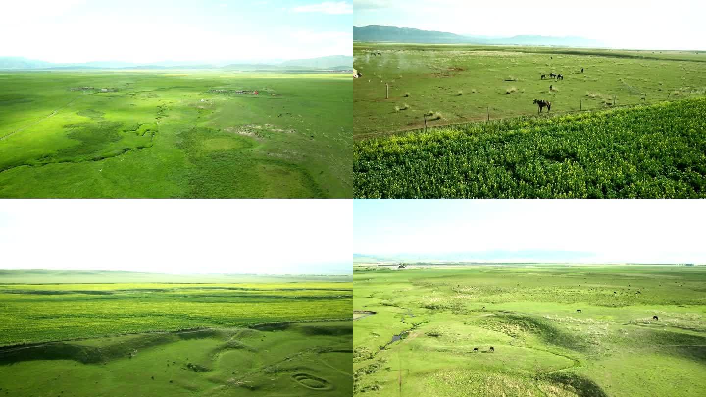 航拍新疆草原牧场
