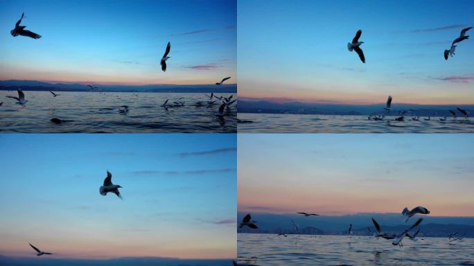 洱海海面海鸥飞翔片段精选合集
