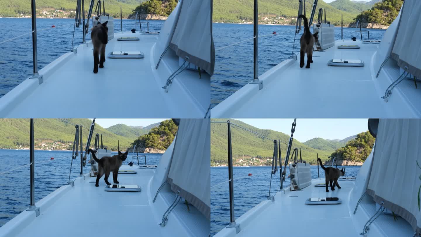 暹罗猫在白色多体游艇上行走，双体帆船，户外健康自由宠物，游艇生活方式共享伴侣