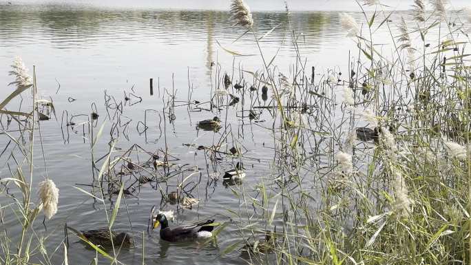 野鸭湖杂草芦苇实拍