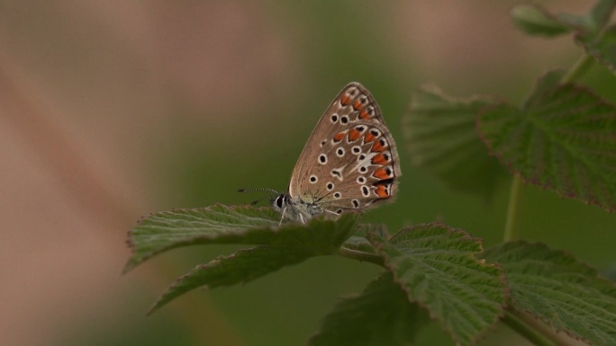 普通蓝蝶或欧洲蓝蝶(Polyommatus icarus)是蓝蝶科和蓝蝶亚科的一种蝴蝶