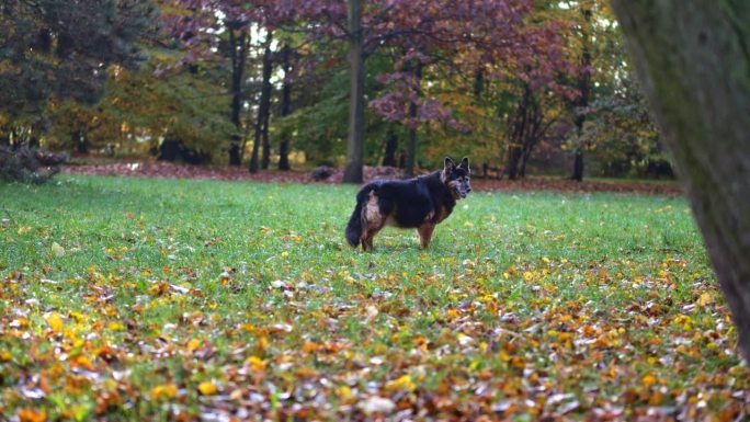宁静的场景:秋叶里的德国牧羊犬，在清晨清脆的阳光下，每一次呼吸都清晰可见。