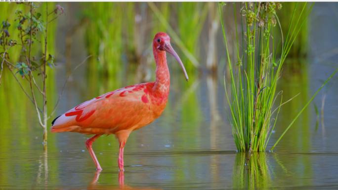 湿地观鸟珍稀野生动物鸟类美洲红鹮合集