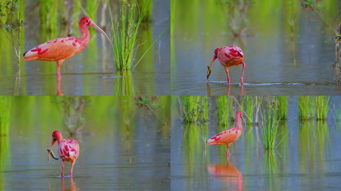 湿地观鸟珍稀野生动物鸟类美洲红鹮合集