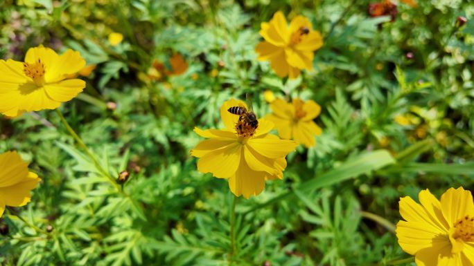 户外花朵蜜蜂采蜜