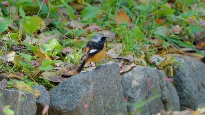 雄性达斡尔红雀(Phoenicurus auroreus)在秋林的岩石上跳跃