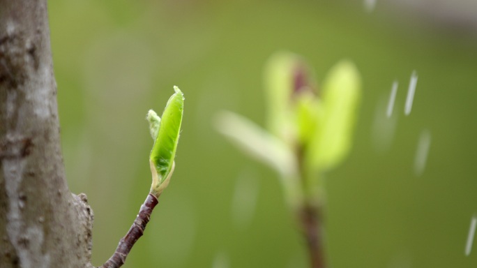 玉兰 树枝 绿芽