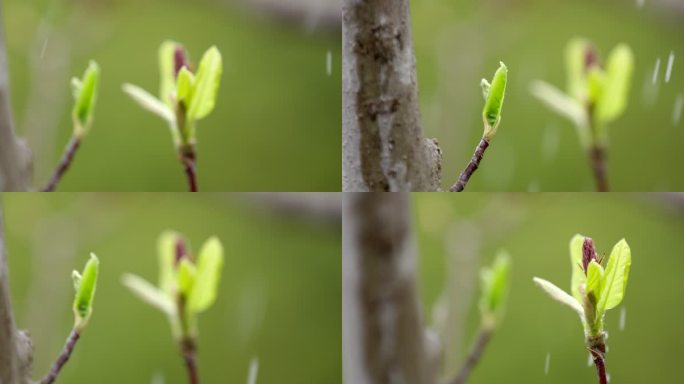 玉兰 树枝 绿芽