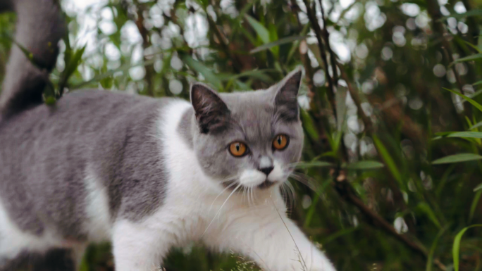 草丛旁的宠物猫