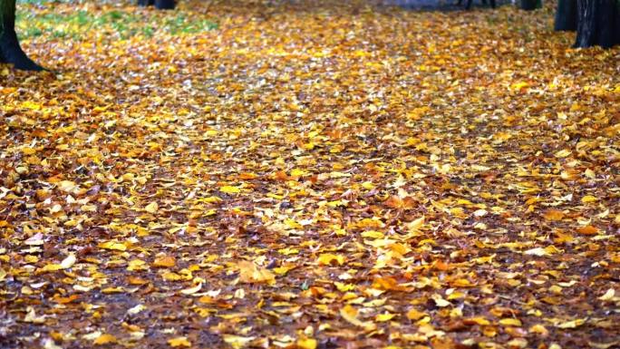 公园里的人行道上铺满了黄、棕、红三色的树叶，象征着秋天的来临。
