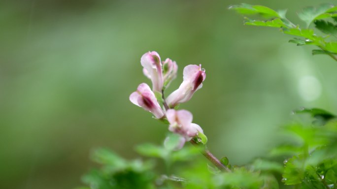 花 绿叶 细雨 4