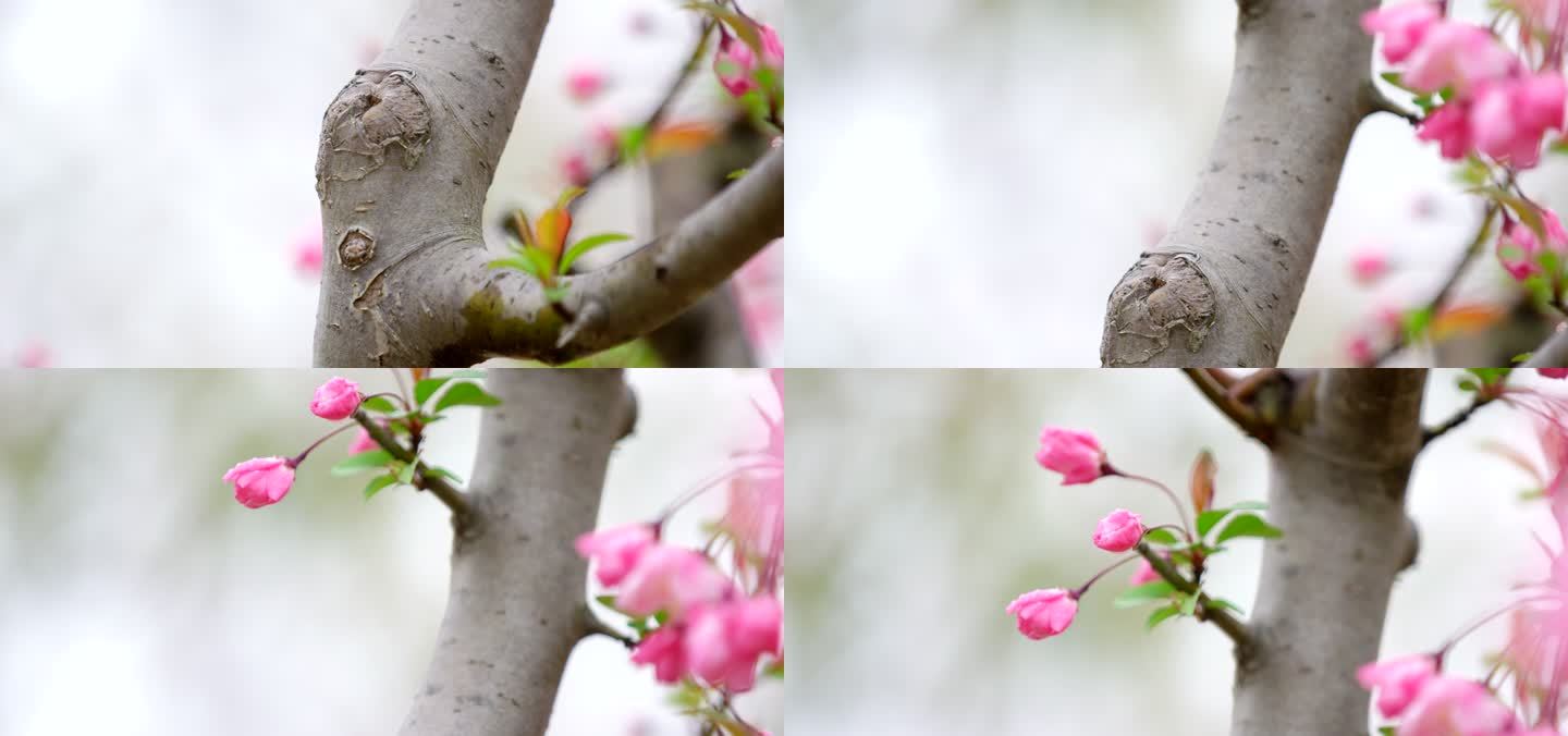 海棠花 绿叶 细雨 10