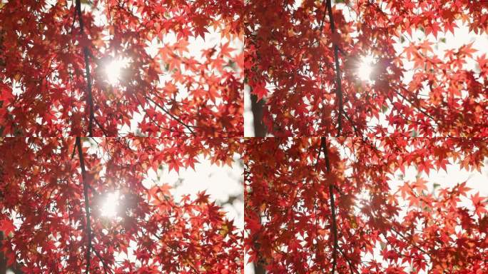 红枫枫叶空镜实拍素材4k