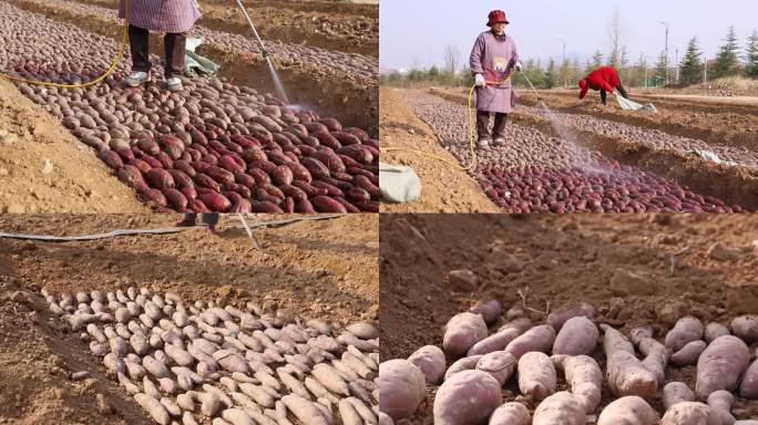 红薯掩埋 红薯育苗 栽培 地瓜 农业