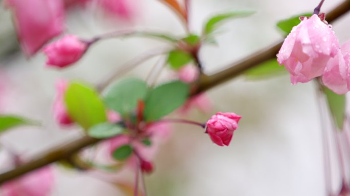 垂丝海棠 绿叶 细雨 12