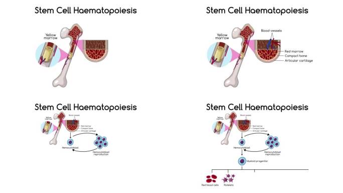 干细胞造血教育动画
