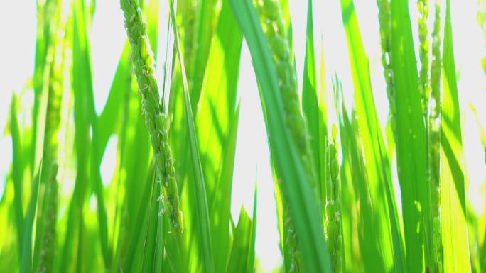 航拍水稻 水稻航拍合集 水稻种植