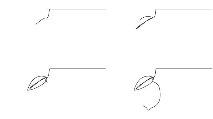 柠檬水果动画视频与切割柠檬水果在连续的线条艺术绘画风格。