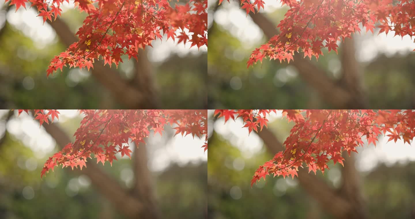 红枫枫叶空镜实拍素材4k