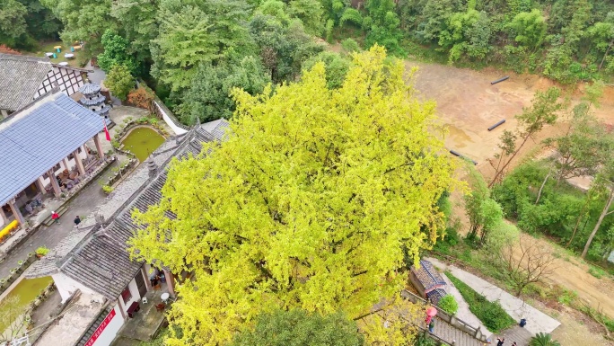 一镜到底航拍铜梁慧光寺银杏秋色