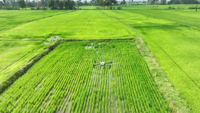 农业无人机飞到稻田上喷洒肥料。