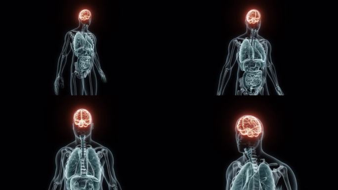人类大脑的3D医学动画渲染。脑部x光片