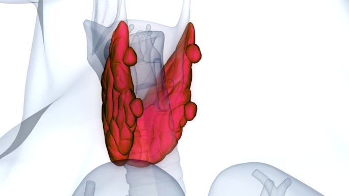 人体腺体甲状腺解剖动画概念