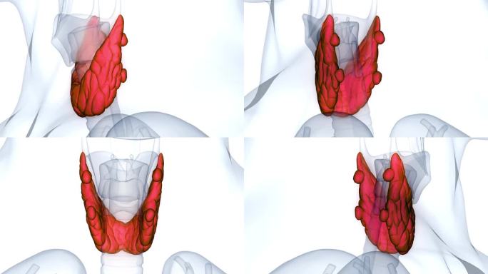 人体腺体甲状腺解剖动画概念